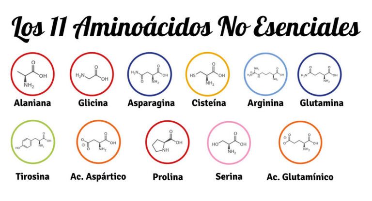 Aminoácidos Guía Definitiva Todo Lo Que Necesitas Saber ⭐⭐⭐ 9875