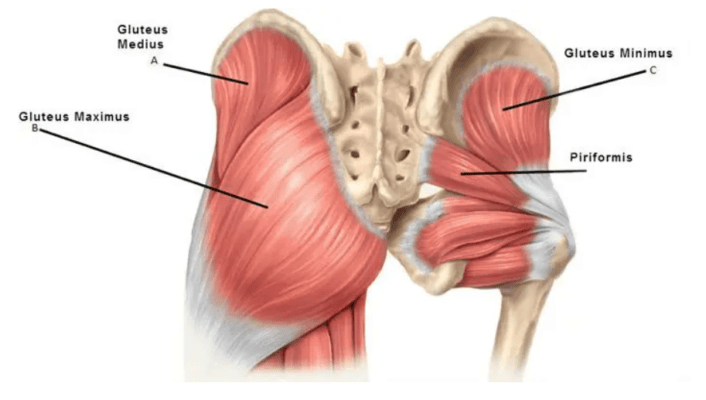 músculos del gúteo